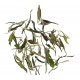 Le thé blanc Bai Mu Dan King est composé des premières feuilles avec un bourgeons